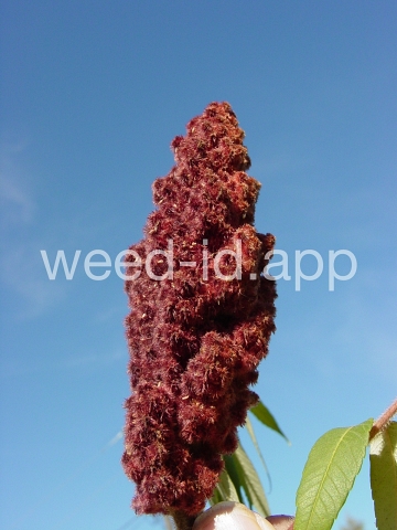 sumac, staghorn